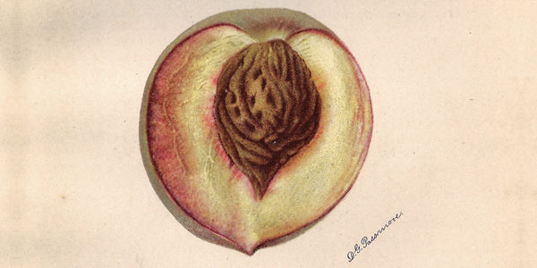 Everbearing Peach