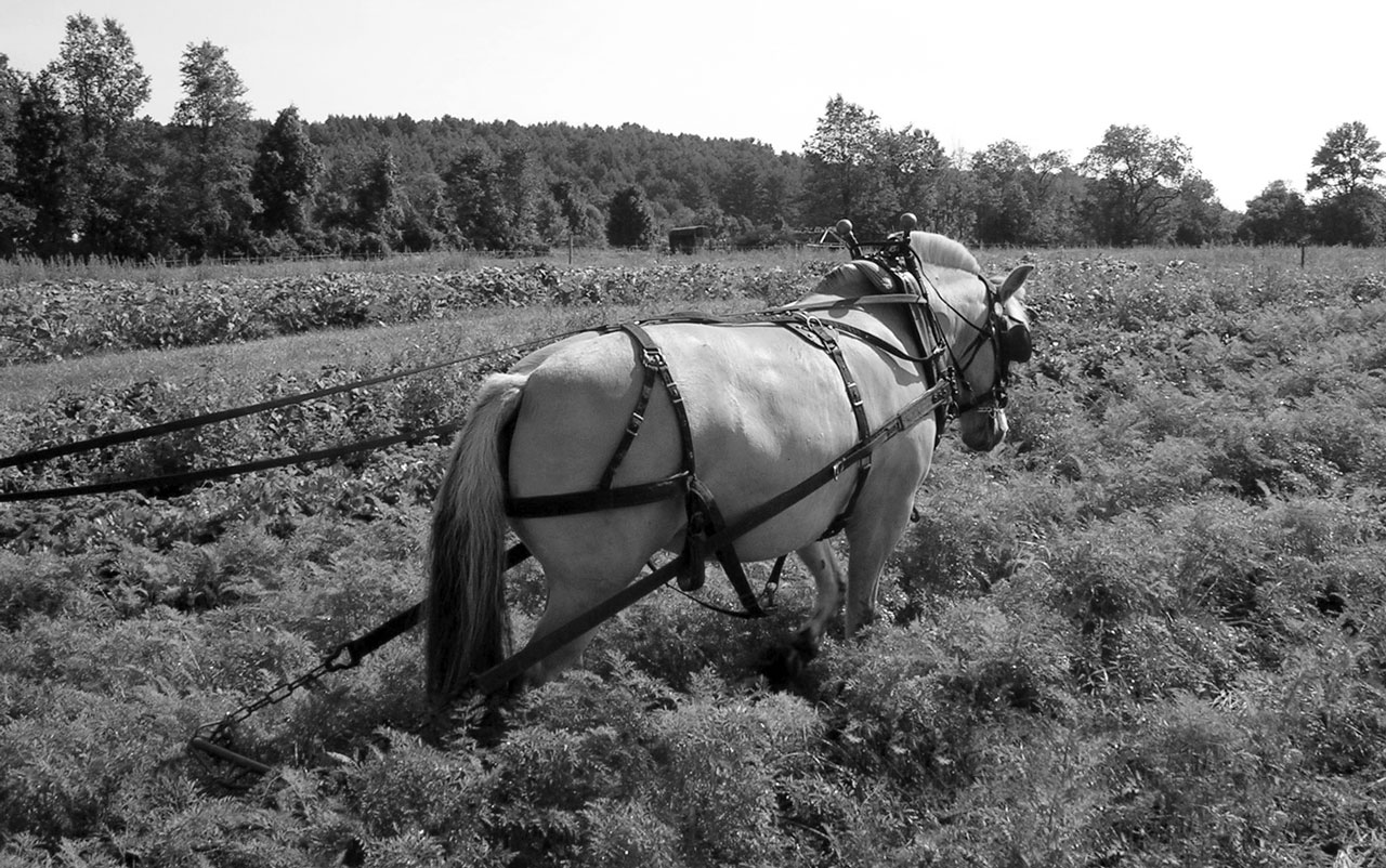 Cultivating Questions The Costs of Farming with Horses vs Tractors
