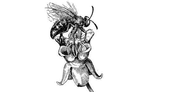 Farming from the Heart The Honey Bee Dilemma