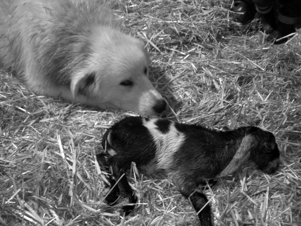 Lessons Learned Life with Livestock Guardian Dogs