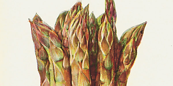 Antique Hand-Tinted Vegetable Art