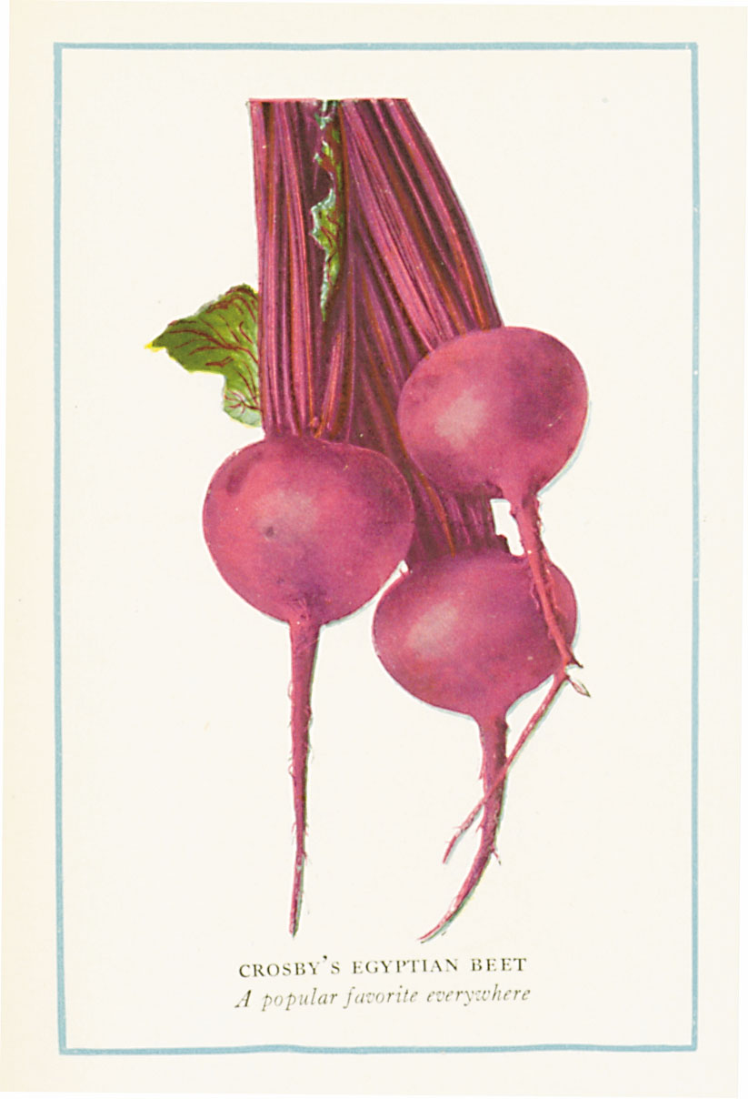 Antique Hand-Tinted Vegetable Art