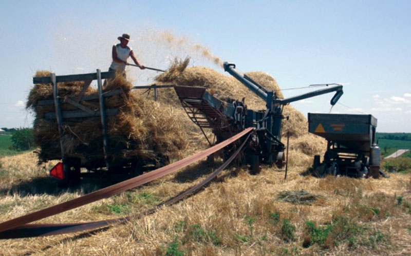 The Harvest of Grain