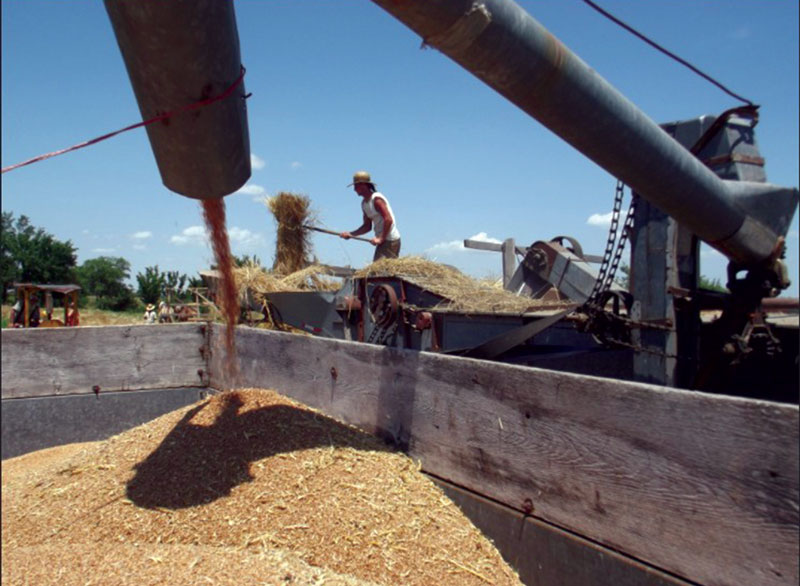 The Harvest of Grain