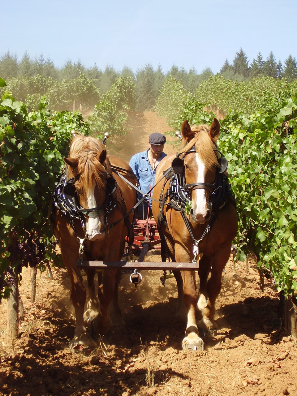 A Horse Powered Willamette Valley Vineyard