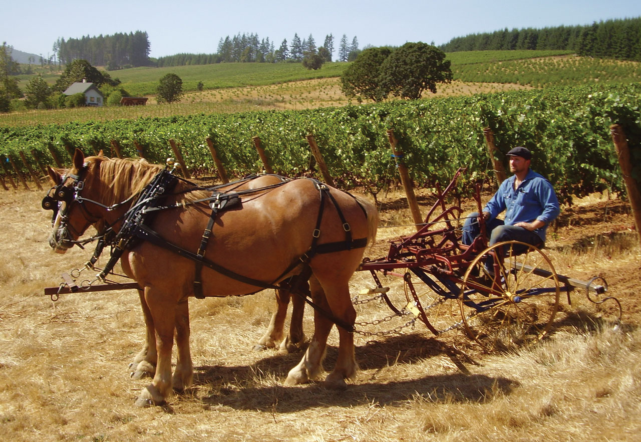 A Horse Powered Willamette Valley Vineyard