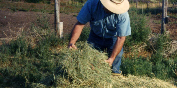 A Beginners Guide to Selecting Hay