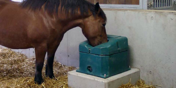 Water Requirements of Horses
