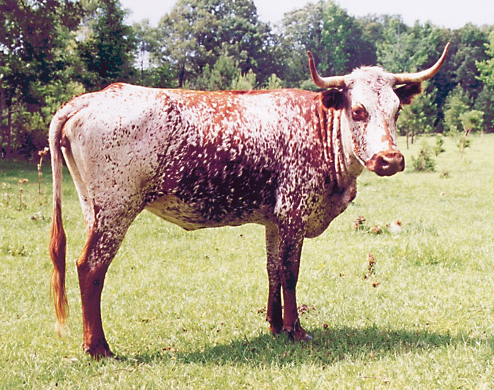 Conserving Rare Southern Livestock