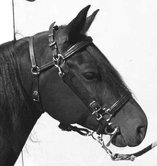 Ask A Teamster Bridle Safety