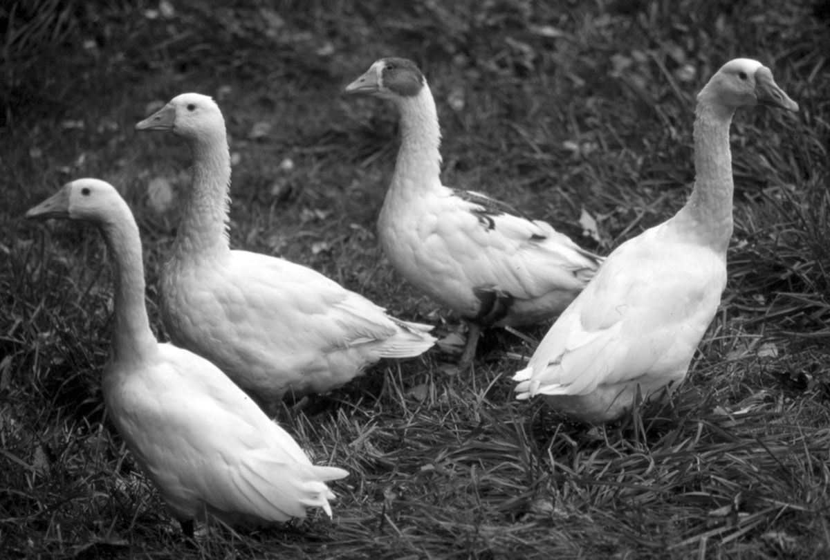 Raising Ducks and Geese on Pasture