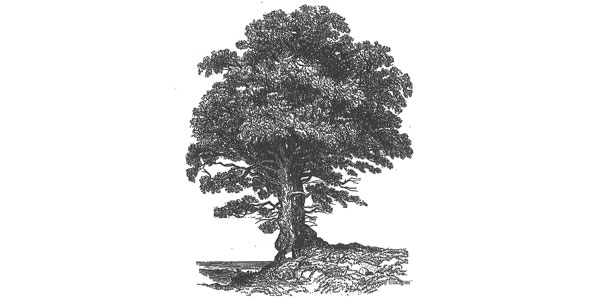 The Old Pasture Oak