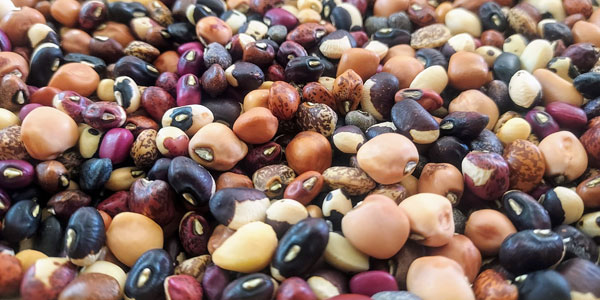 Grow Cowpeas for Food Resilience